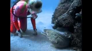 Valerie Taylor Befriends a Spotted Moray Eel [upl. by Bourgeois]