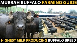 MURRAH BUFFALO  Highest Milk Producing Buffalo Breed  Informations about Murrah Buffalo Farming [upl. by Sinai]