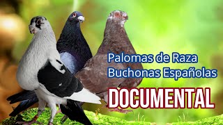 Documental Palomas de Raza Buchonas Españolas 🔝 [upl. by Aramad]