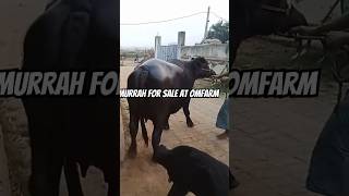 Murrah for sale at om farmbuffalo [upl. by Assinna]