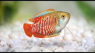 Dwarf Gourami Aquarium Fish Profile [upl. by Aras]