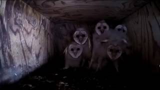 Creepy Cool Barn Owlets Caught on Camera [upl. by Hijoung532]