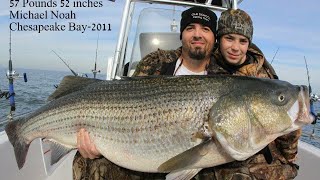 Striped Bass fishing WORLD RECORD STRIPERS 2 RECORDS AT ONCE [upl. by Anazus424]