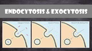 Endocytosis amp Exocytosis  Cell Biology [upl. by Sirk487]