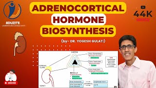 Adrenocortical Hormone Biosynthesis [upl. by Isidoro31]