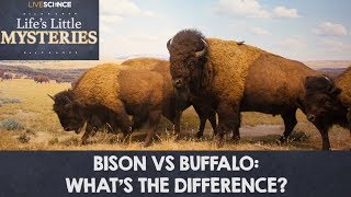 Bison vs Buffalo Whats the Difference [upl. by Atnuahsal615]