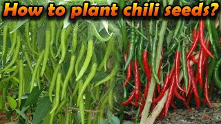 miris wagawa මිරිස් වගාව how to grow Chili home gardening Organic chilli cultivation sinhala wagawa [upl. by Enyluqcaj]