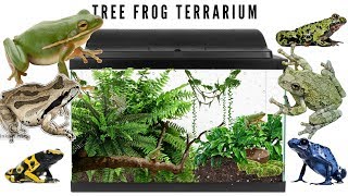 Setting Up A Tree Frog Terrarium [upl. by Rekab]