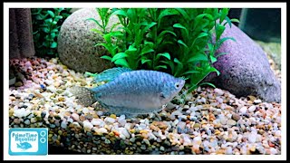 Gourami Care  The Good  The Bad and The Beautiful [upl. by Karlens28]