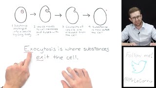 What is Exocytosis [upl. by Therese]