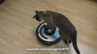 Cat shows HOW TO use iRobot Roomba Vacuum [upl. by Rabka847]