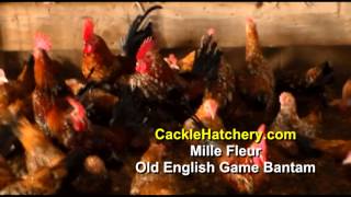 Mille Fleur Old English Game Bantam Chicken Breed Breeder Flock  Cackle Hatchery [upl. by Mindi]