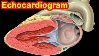 Echocardiogram [upl. by Ammadas789]