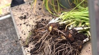 Replanting Daffodil Bulbs  At Home With P Allen Smith [upl. by Hegyera]