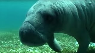 Swimming with a Manatee  Dive Caribbean  BBC Earth [upl. by Durward]