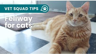 Feliway How Does It Work  PET CIRCLE [upl. by Tfat]