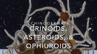 Echinodermata crinoids asteroids amp ophiuroids [upl. by Fanchie]