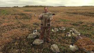 Four things you should know when setting up Goose decoys [upl. by Odelle]