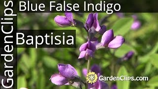 Baptisia australis  Blue False Indigo  Grow Baptisia [upl. by Nolrak725]