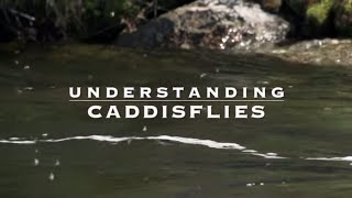 Understanding Caddisflies with Tom Rosenbauer [upl. by Lekar]