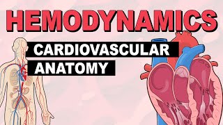 Cardiovascular System Anatomy  Hemodynamics Part 1 [upl. by Ysle905]