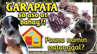 GARAPATA sa aso at bahay paano ba namin natanggal  VetCore plus review  Tonya Grays [upl. by Tuppeny]