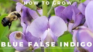 Blue False Indigo  Grow and Care  Baptisia Australis [upl. by Iman]