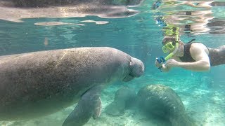 Swimming with Florida manatees [upl. by Still]