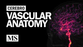 Cerebral Vascular Anatomy And Imaging [upl. by Loeb]