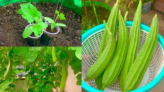 How To Grow Organic Ridge Gourd In Grow Bag Or Pot At Home GardenComplete Tutorial On Ridge Gourd [upl. by Hnaht851]