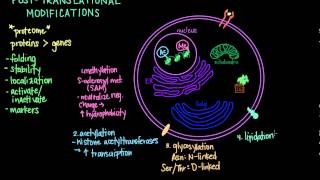 Post Translational Modifications [upl. by Munshi633]