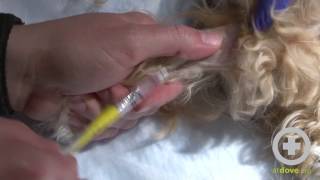 How to Give a Lateral Saphenous Injection to a Dog [upl. by Ephraim]