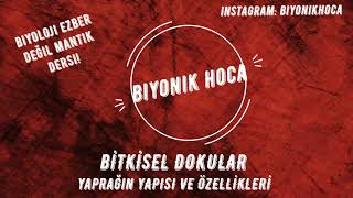 BİTKİSEL DOKULAR7 YAPRAK [upl. by Eilrahc]