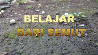 Video motivasi  Belajar Filosofi Semut [upl. by Odab472]