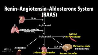 The Renin–Angiotensin–Aldosterone System RAAS Animation [upl. by Alita]