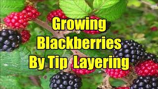 Blackberry Propagation By Tip Layering How To Grow Blackberries By Tip Layering [upl. by Berrie173]