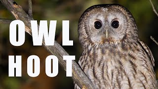 Tawny OWL call at night bird sounds and noises [upl. by Sophey]