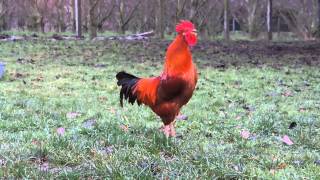 Chant du Coq Marans The Marans rooster song [upl. by Dannica]