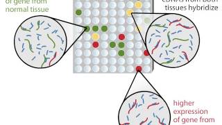 DNA Microarray [upl. by Ahilam]