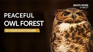 Peaceful Owl Forest Sleep Sound  10 Hours  Black Screen [upl. by Lainad]