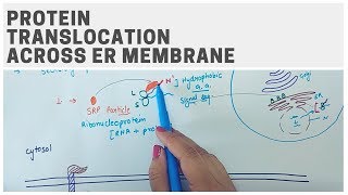 PROTEIN TRANSLOCATION ACROSS ER MEMBRANE [upl. by Tully]