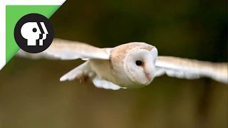 Owl Shows Off Silent Flight Superpower [upl. by Beau]