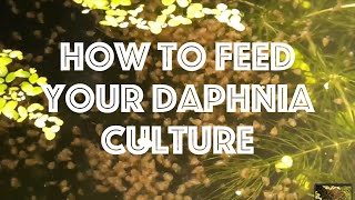 How To Feed Your Daphnia Culture [upl. by Behm]