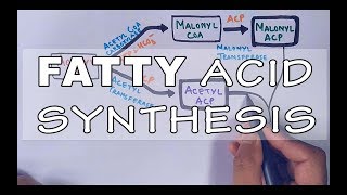 Fatty Acid Biosynthesis  Part II [upl. by Enyamert621]