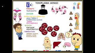 Toxoplasmosis toxoplasma gondii [upl. by Jedd]