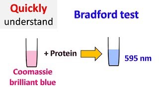 Bradford protein assay  Bradford test [upl. by Matthews]