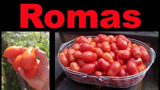 Planting Roma Tomatoes The Right Way [upl. by Etka711]