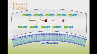 Antibacterial drugs animation Vancomycin [upl. by Enimrej]