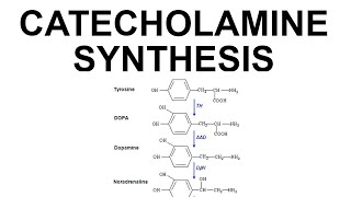 Catecholamine Synthesis [upl. by Enavi242]