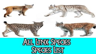 All Lynx Species  Species List [upl. by Alden]